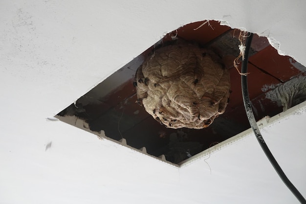 Popękany strop co robić w takiej sytuacji?