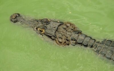 Krokwie co ile cm powinny być rozmieszczone na dachu?