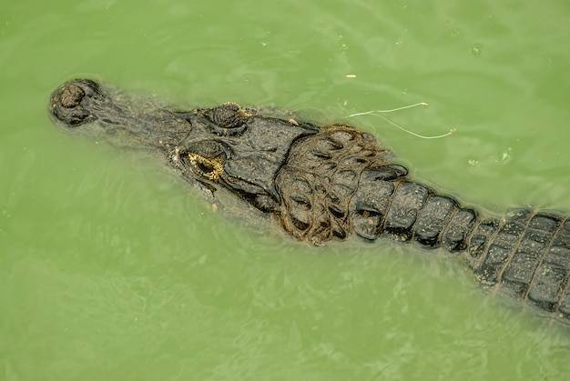 Krokwie co ile cm powinny być rozmieszczone na dachu?